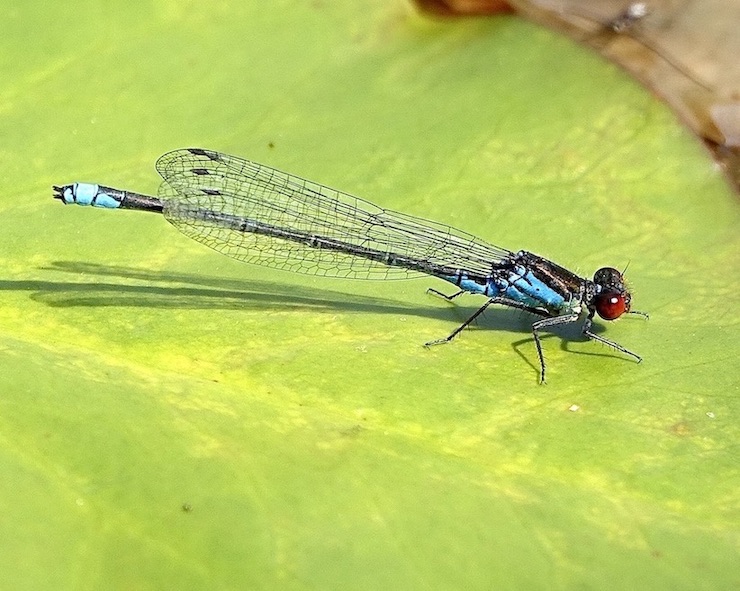 small red-eyed damselfly
